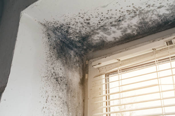 Affordable Mold Inspection And Testing solutions in Royal Oak, MI